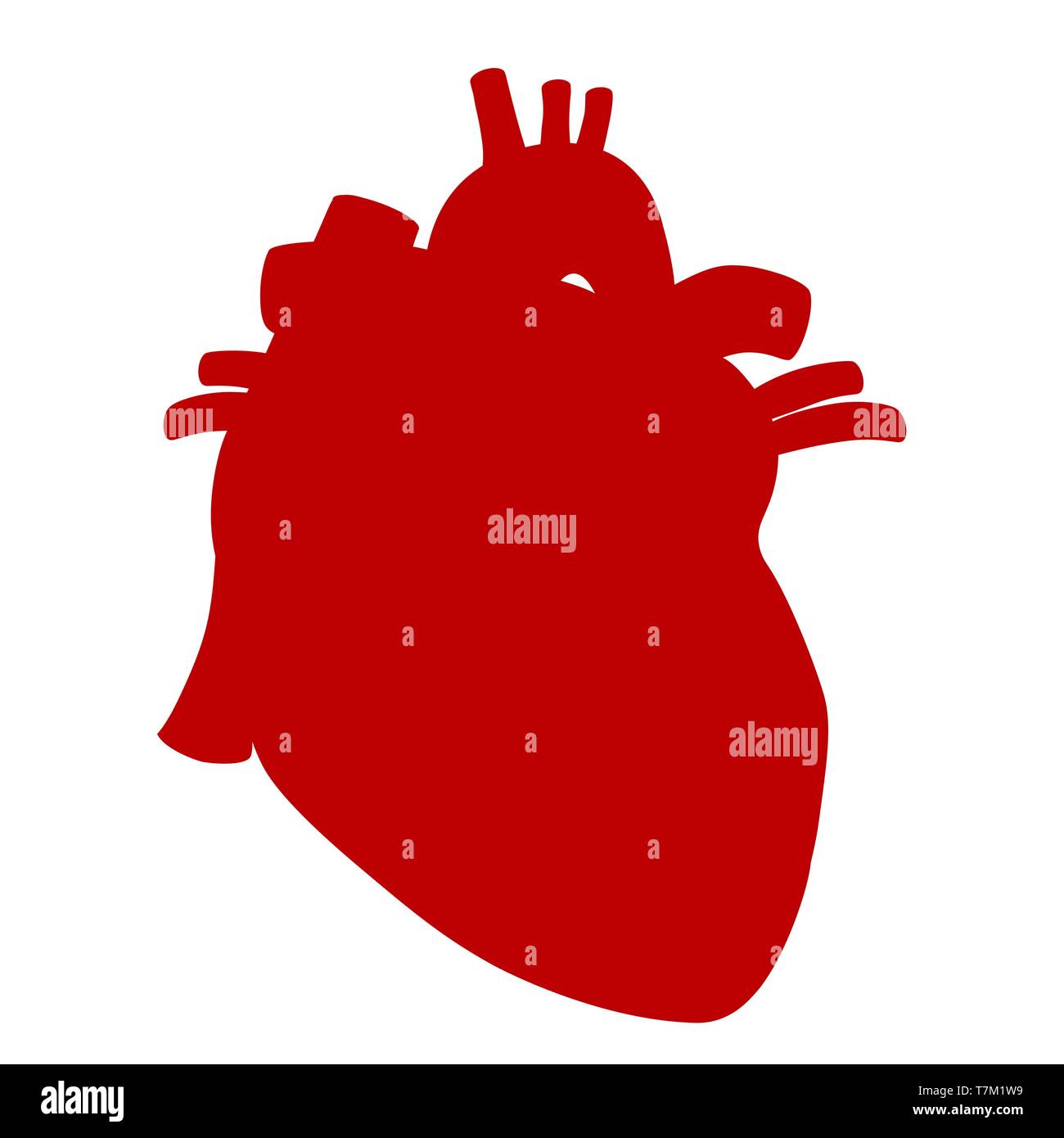 Ilustración vectorial anatómica del corazón humano aislado sobre fondo blanco. Ilustración del Vector
