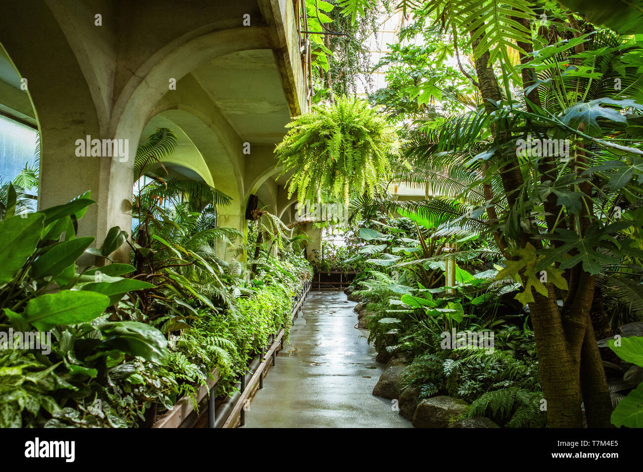 Gases de efecto invernadero tropical interior soleada llena de exuberantes plantas verdes. Jardín botánico de fondo. Cada vez más frescas hojas de plantas decorativas de interior. Foto de stock