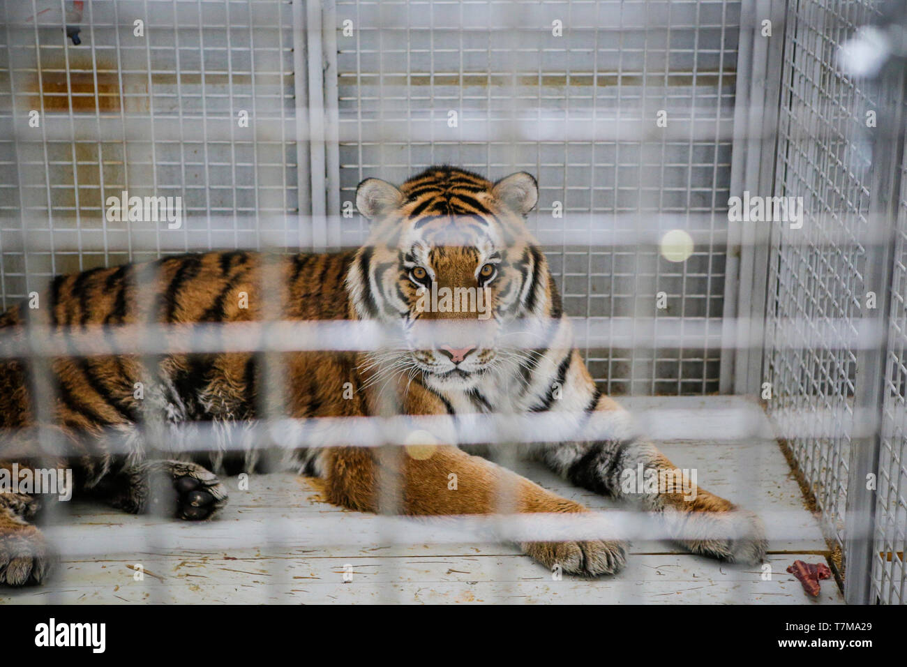 Tigre siberiano salvajes mantenidos en jaulas dentro de un circo menagerie - maltrato animal Foto de stock