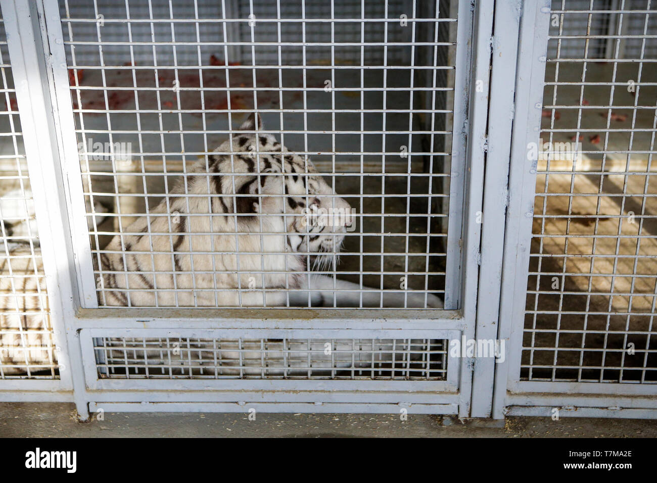 Tigre blanco mantenido en la jaula dentro un circo menagerie - maltrato animal Foto de stock