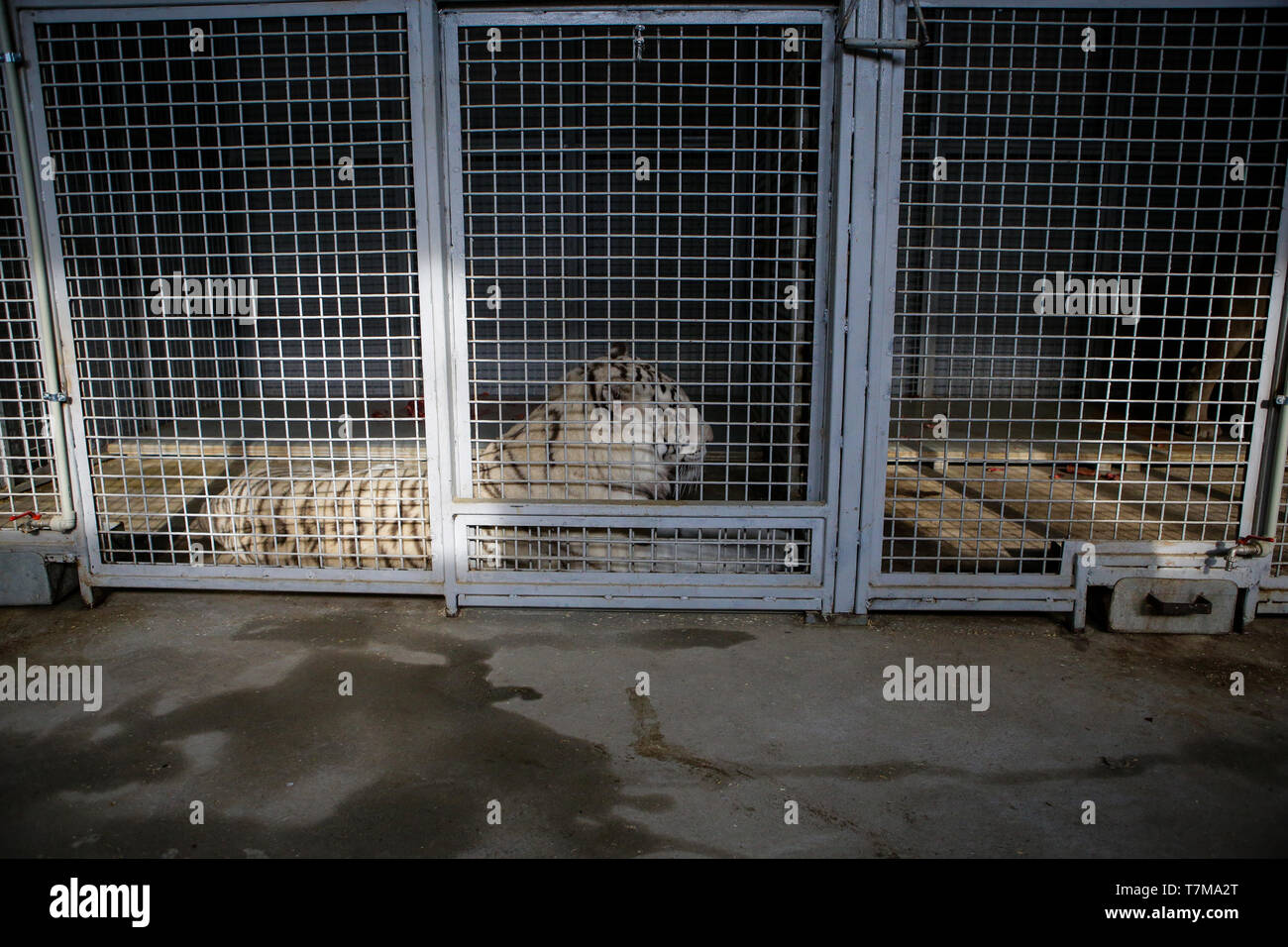 Tigre blanco mantenido en la jaula dentro un circo menagerie - maltrato animal Foto de stock