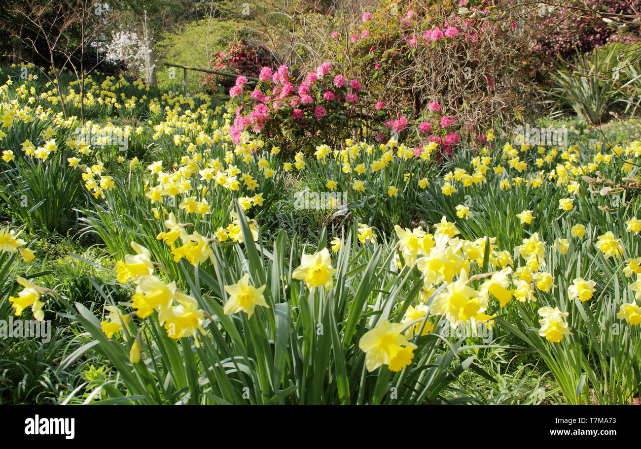 Narciso, flor de cerezo y rhododendron embellecer un jardín al Castillo de Belvoir, Licesterhisre - asiento de los Duques de Rutland, East Midlands, Reino Unido Foto de stock