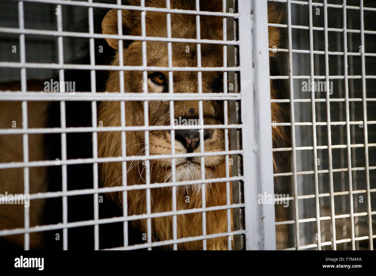 León macho salvajes mantenidos en jaulas dentro de un circo menagerie - maltrato animal Foto de stock