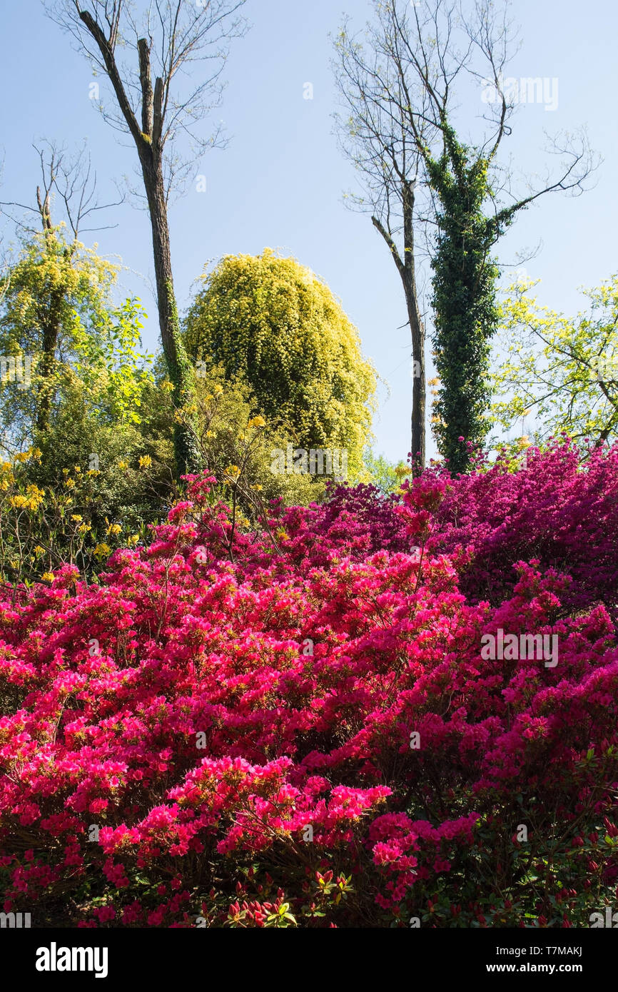 Un grupo de rosa azalea arbustos que crecen en sombra parcial en el  nordeste de Italia Fotografía de stock - Alamy