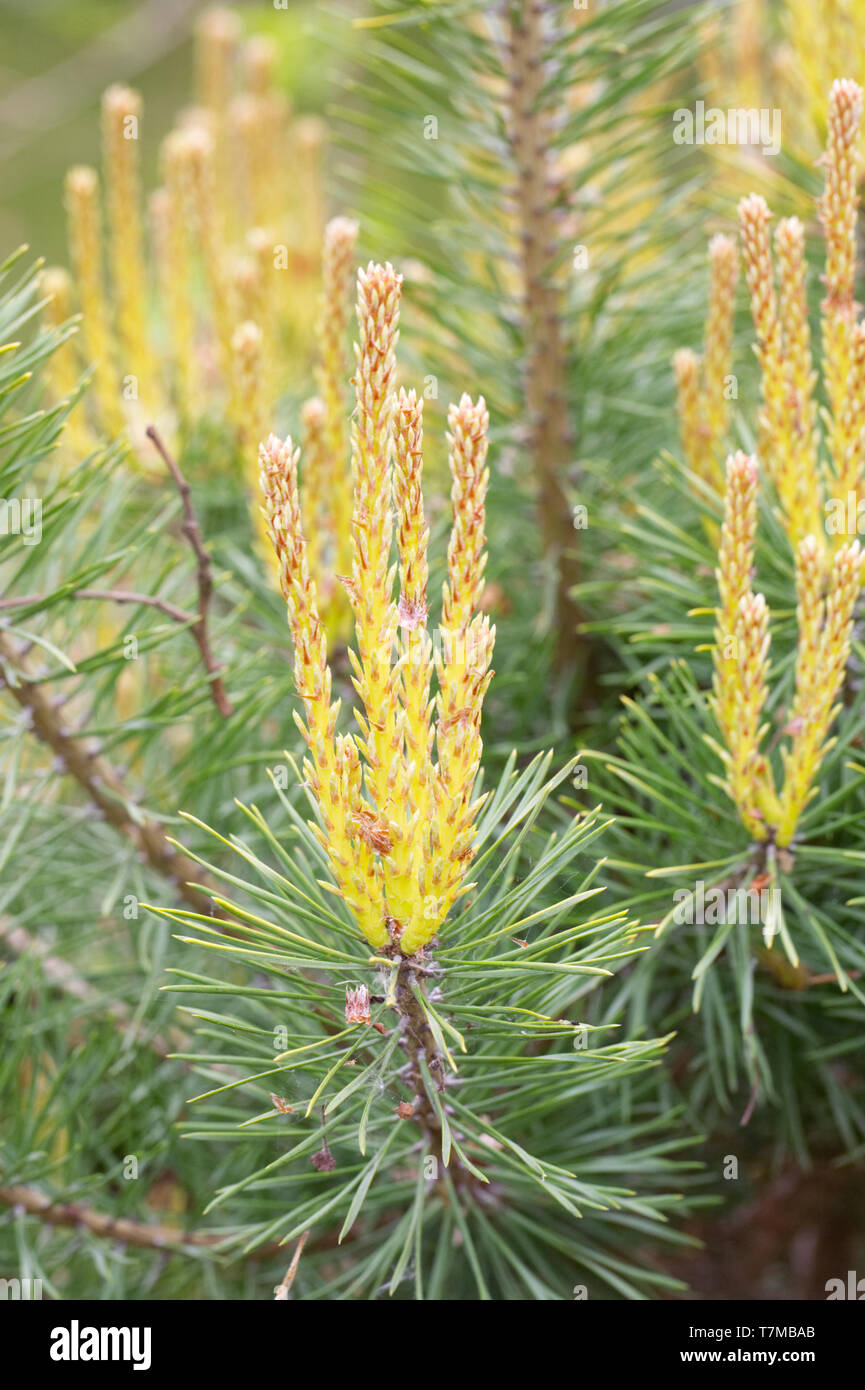 Nuevo crecimiento de Pinus sylvestris "Trollguld'. Foto de stock