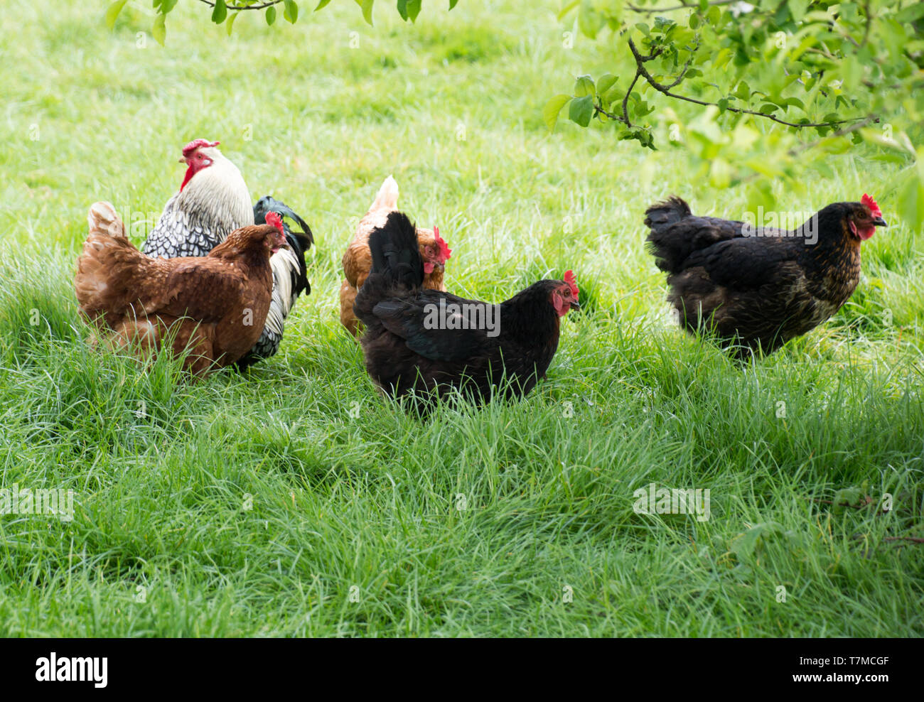 Free Range pollo en granja Foto de stock