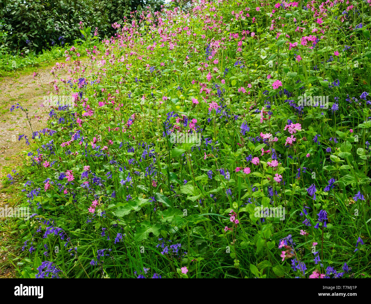 Primavera de flores silvestres, principalmente las campánulas azules, Hyacinthus no scriptus y rojo campion, Silene dioica, en un bosque de Devon bank Foto de stock