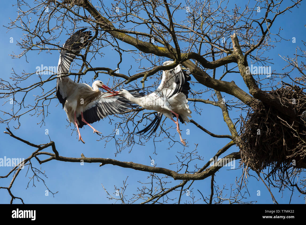 Cigüeña blanca (Ciconia ciconia). Dos aves luchando por un nido en un árbol. Alemania Foto de stock
