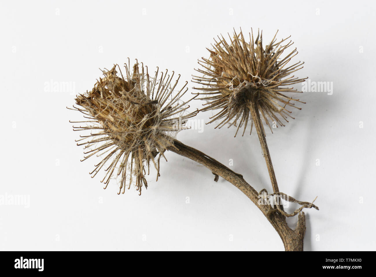 Peludo bardana (Arctium tomentosum). Higo de cabezas de semillas aislado en blanco Foto de stock