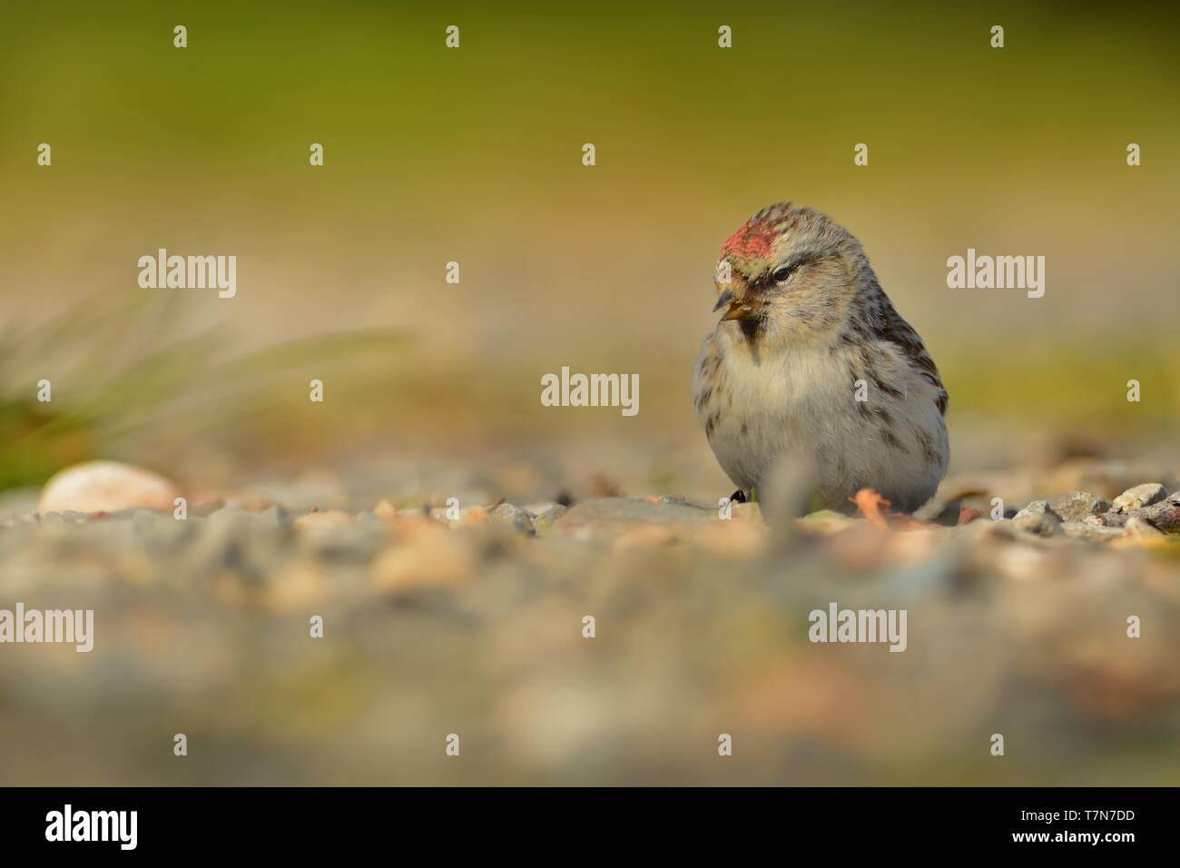 Artico - Acanthis Redpoll hornemanni conocido en Norteamérica como la vieja redpoll, es una especie de ave de la familia Fringillidae Pinzón. Se reproduce en tun Foto de stock