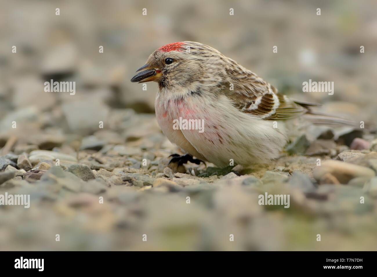 Artico - Acanthis Redpoll hornemanni conocido en Norteamérica como la vieja redpoll, es una especie de ave de la familia Fringillidae Pinzón. Se reproduce en tun Foto de stock