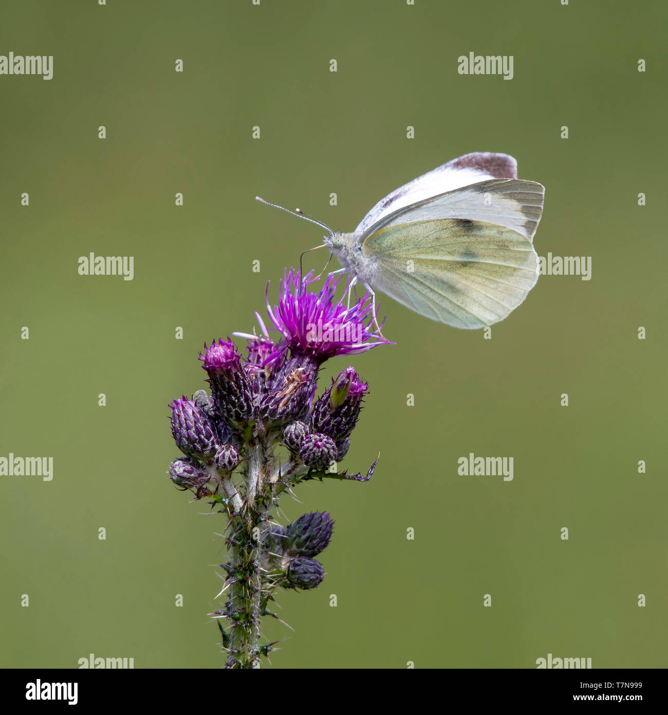 (Pieris rapae blanco grande), chupar néctar de cardo. Austria Foto de stock