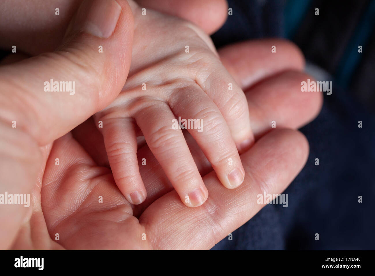 Padre Sosteniendo Un Bebe Recien Nacido En Su Mano La Mano Del Nino En Manos De Padres Closeup Juntos Fotografia De Stock Alamy