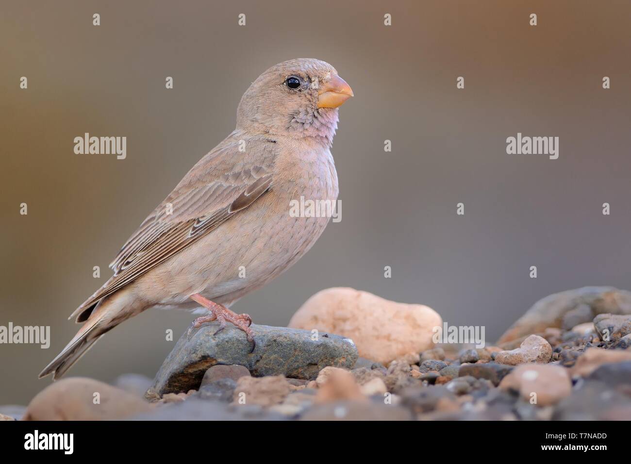 Trumpeter Bucanetes githagineus Finch - sentado en la roca, hermosa rosa y gey canto del pájaro que vive en los desiertos y semi-desiertos del norte de África, Foto de stock