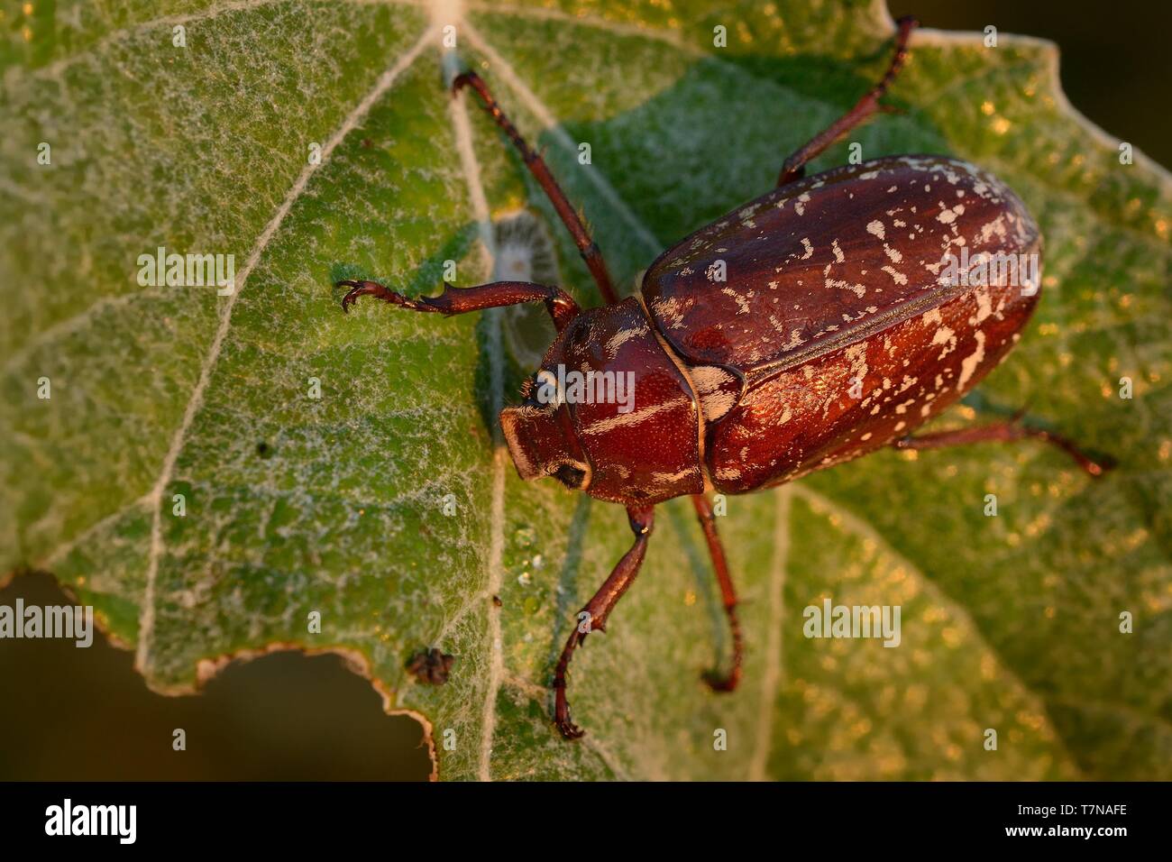 Polyphylla fullo - escarabajo en Hungría, Europa Foto de stock