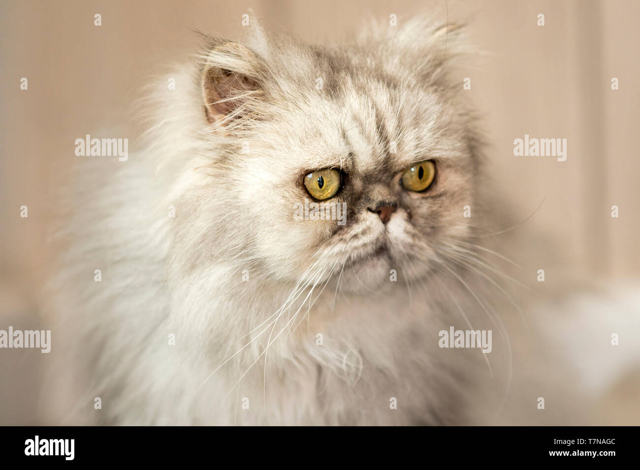 El persa Cat. El viejo persa gato mirando a la derecha. Países Bajos Foto de stock
