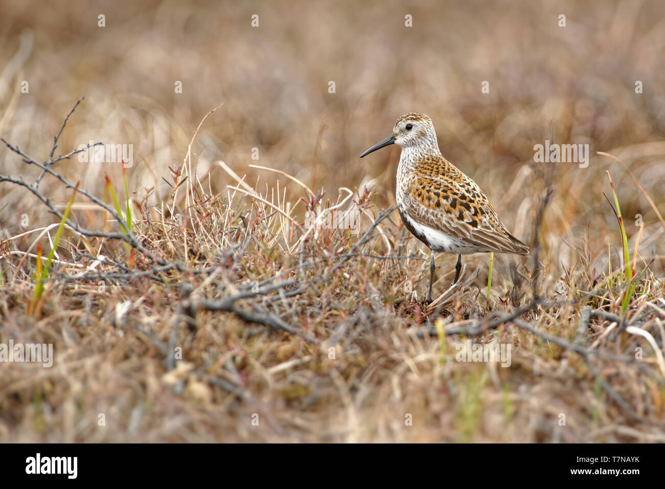 Playerito Vientre Negro (Calidris alpina criador circumpolar en el Ártico o las regiones subárticas, engendra en el norte de Europa y Asia, Alaska y el Ártico canadiense. Foto de stock