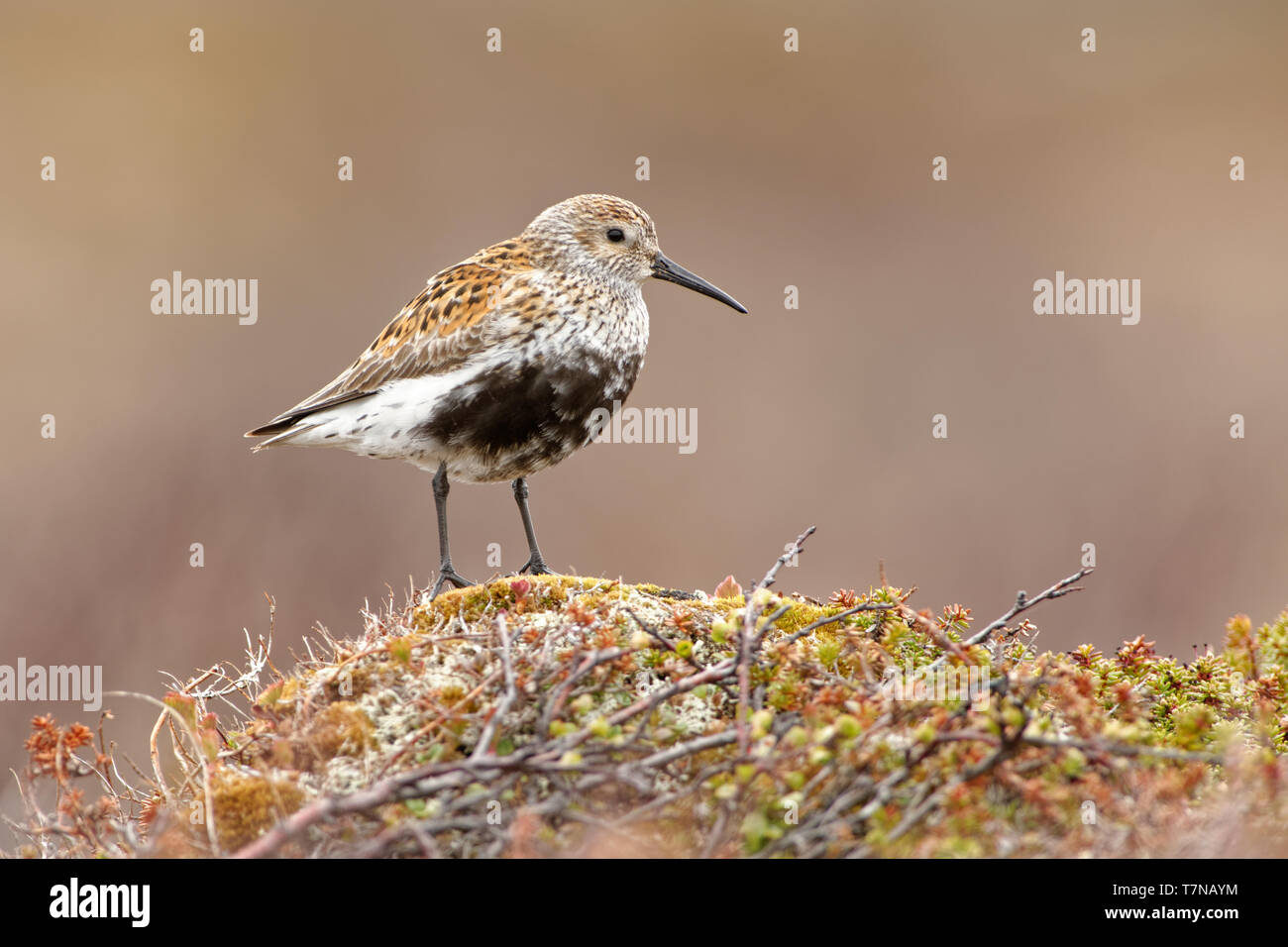 Playerito Vientre Negro (Calidris alpina criador circumpolar en el Ártico o las regiones subárticas, engendra en el norte de Europa y Asia, Alaska y el Ártico canadiense. Foto de stock