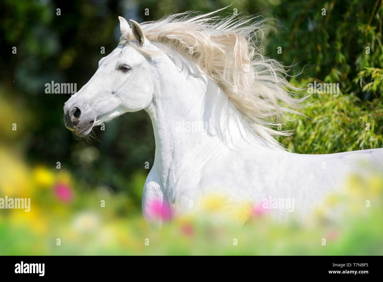 Puro Caballo Español, PRE Cartusian Caballo Andaluz. Semental gris galopando en una pastura, retrato. Suiza Foto de stock