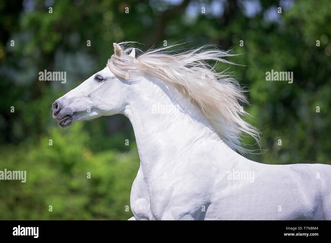 Puro Caballo Español, PRE Cartusian Caballo Andaluz. Semental gris galopando en una pastura, retrato. Suiza Foto de stock