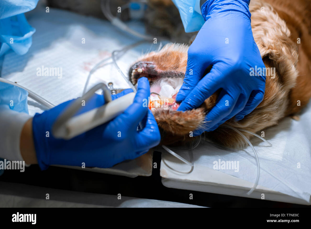 Odontología veterinaria. Cirujano dentista veterinario limpia y trata