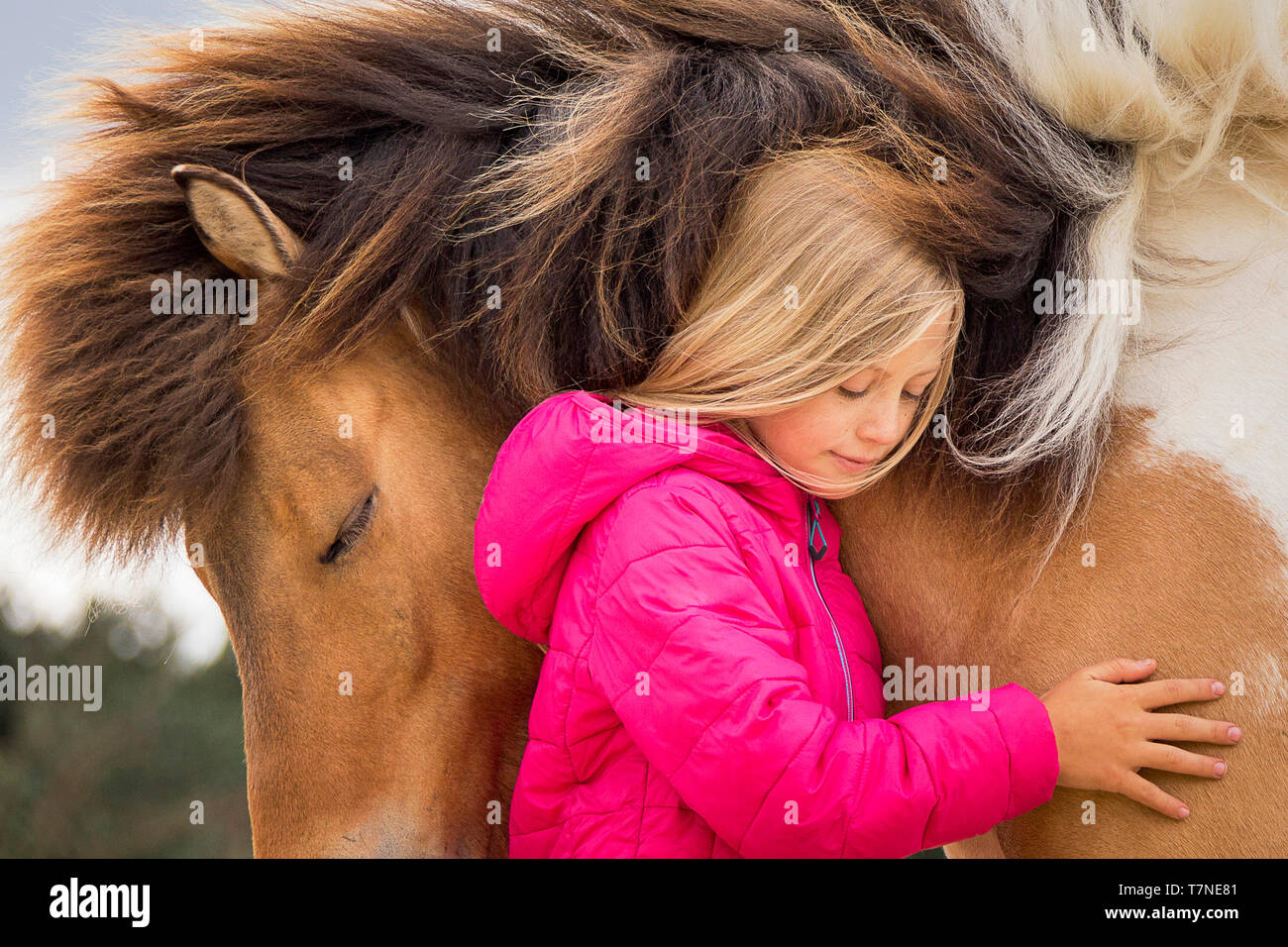 Caballo islandés. Chica con un castrado smooching pinto. Austria Foto de stock