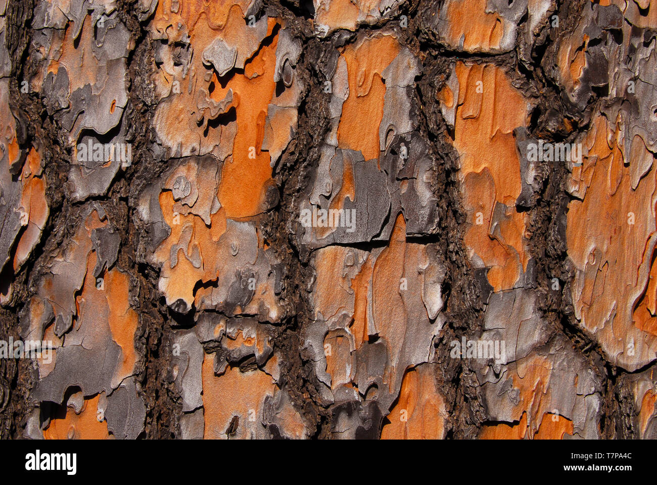 Detalle de la corteza de pino marítimo con superficie rugosa como fondo Foto de stock