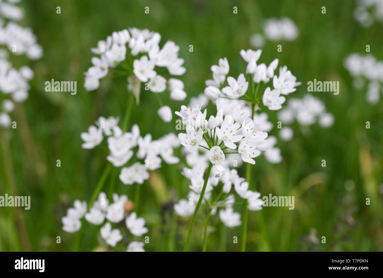 Las flores son hermafroditas fotografías e imágenes de alta resolución - Alamy Las flores son hermafroditas fotografías e imágenes de alta resolución - Alamy