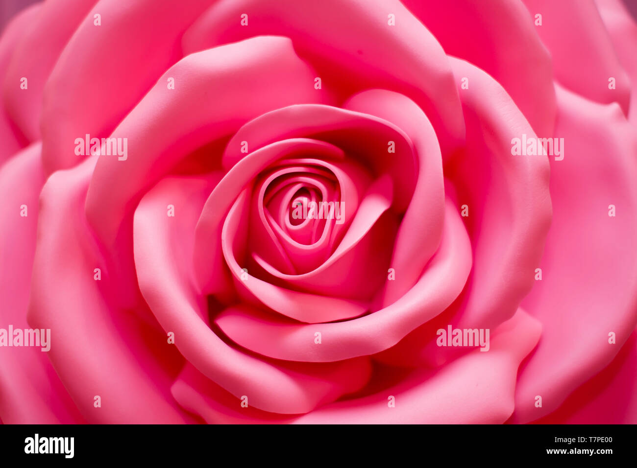 Rosa Rosa artificial grande. Fondo de flores rosas Fotografía de stock -  Alamy
