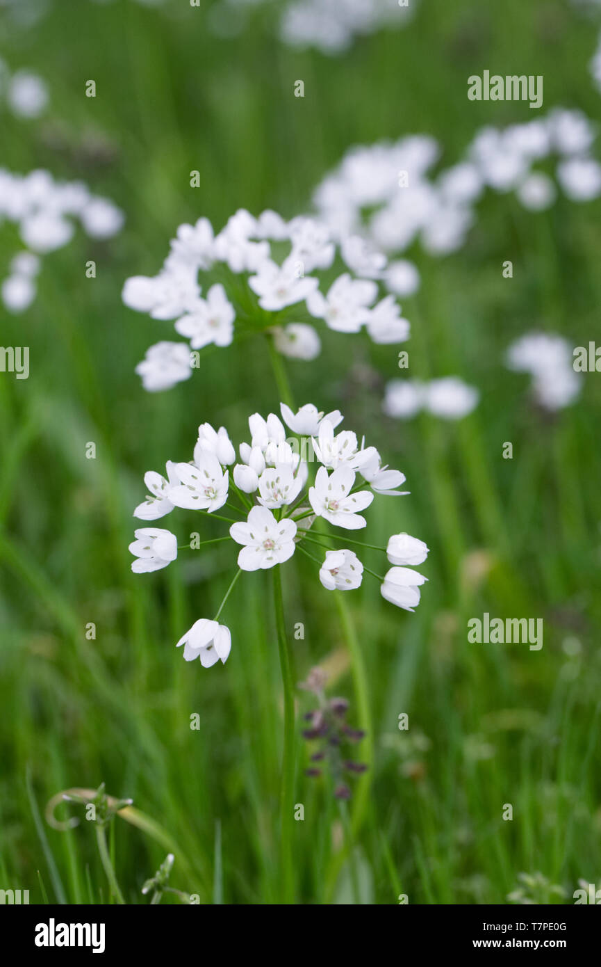 Las flores son hermafroditas fotografías e imágenes de alta resolución - Alamy Las flores son hermafroditas fotografías e imágenes de alta resolución - Alamy