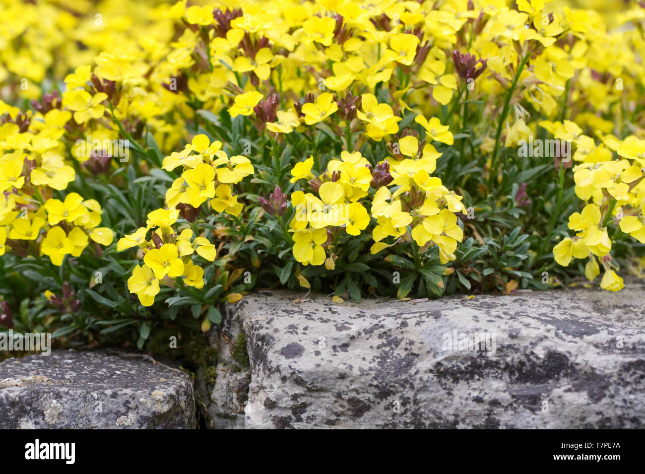 Plantas de rocalla de colores fotografías e imágenes de alta resolución