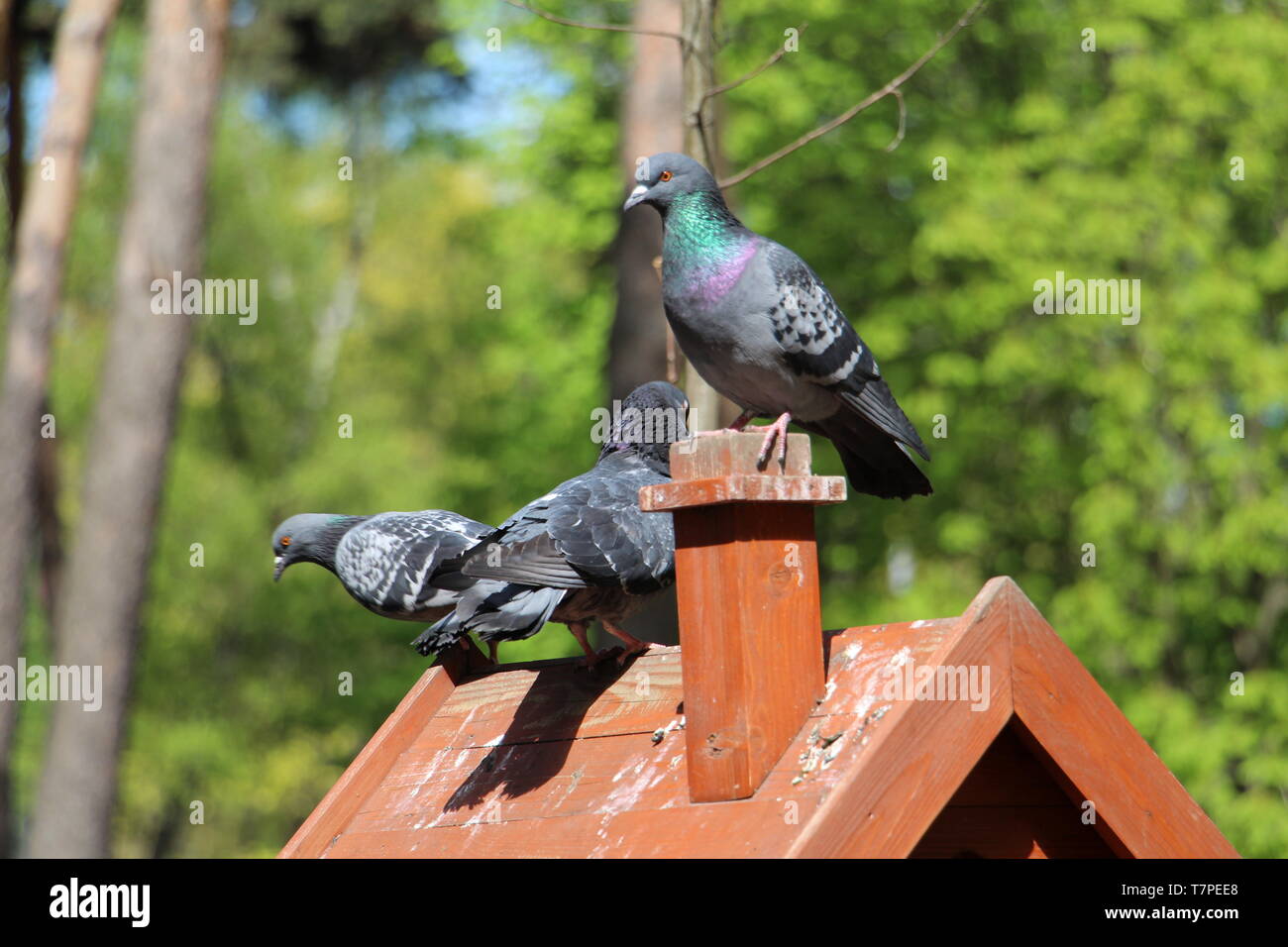 Palomas hermosas fotografías e imágenes de alta resolución - Alamy