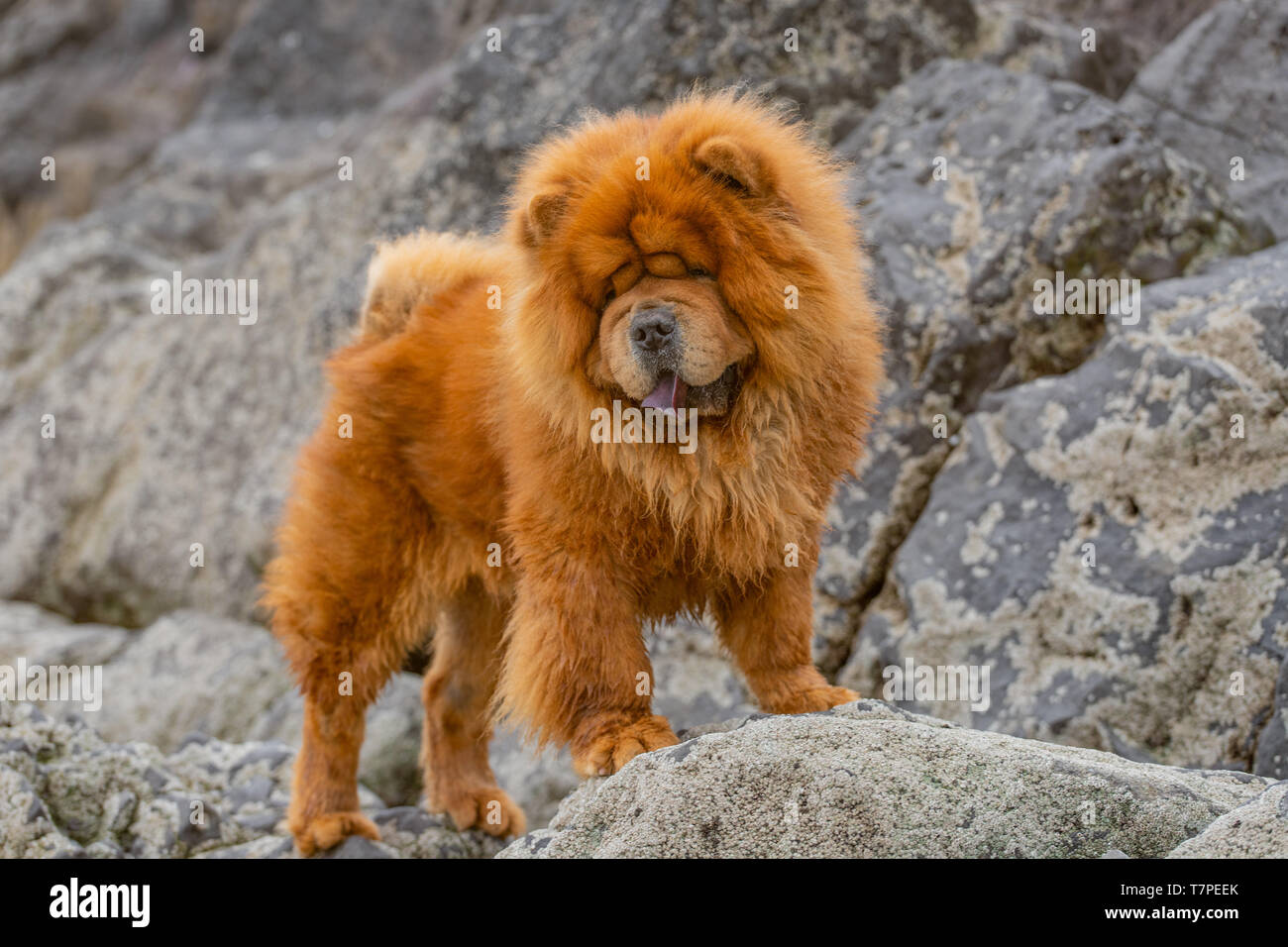 Perro Chow chow exóticos fuera. Foto de stock