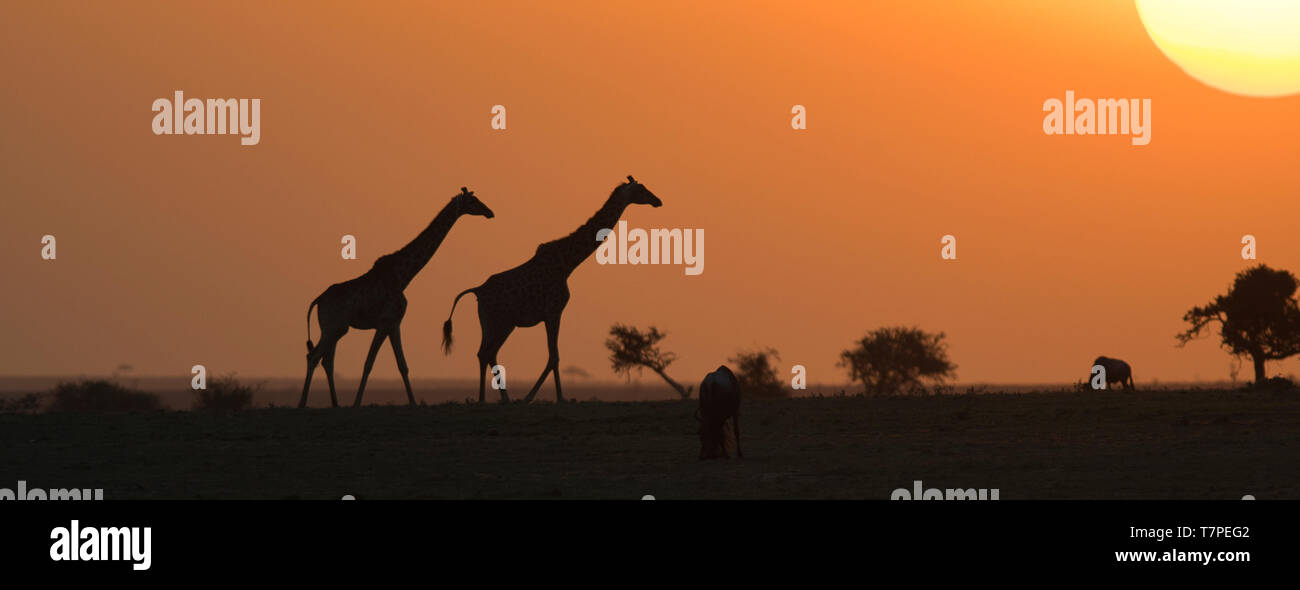 Dos jirafas (Giraffa camelopardalis) contra la puesta de sol, Ol Pejeta Conservancy. Nanyuki, Kenia Foto de stock