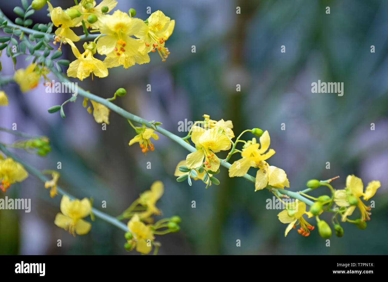 Palo Verde Azul flores desde el Desierto de Sonora, en México Fotografía de  stock - Alamy