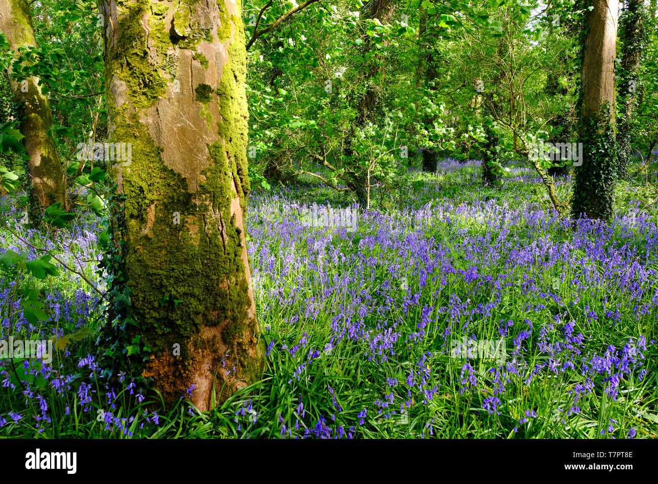 Woodland campanillas en primavera - John Gollop Foto de stock