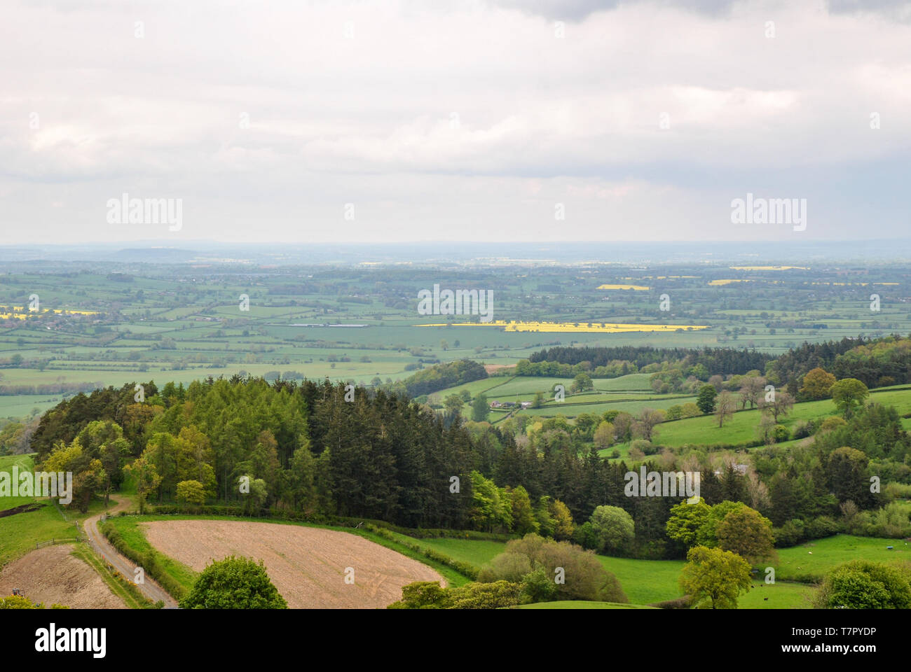 El paisaje verde de laminación de Inglaterra con árboles y campos Foto de stock
