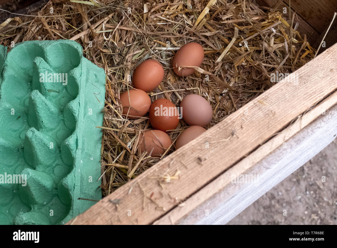 De cerca una colección de huevos de gallinas free range marrón pendientes de cobro sentado en una cama de paja con un cuadro de huevo en primer plano Foto de stock