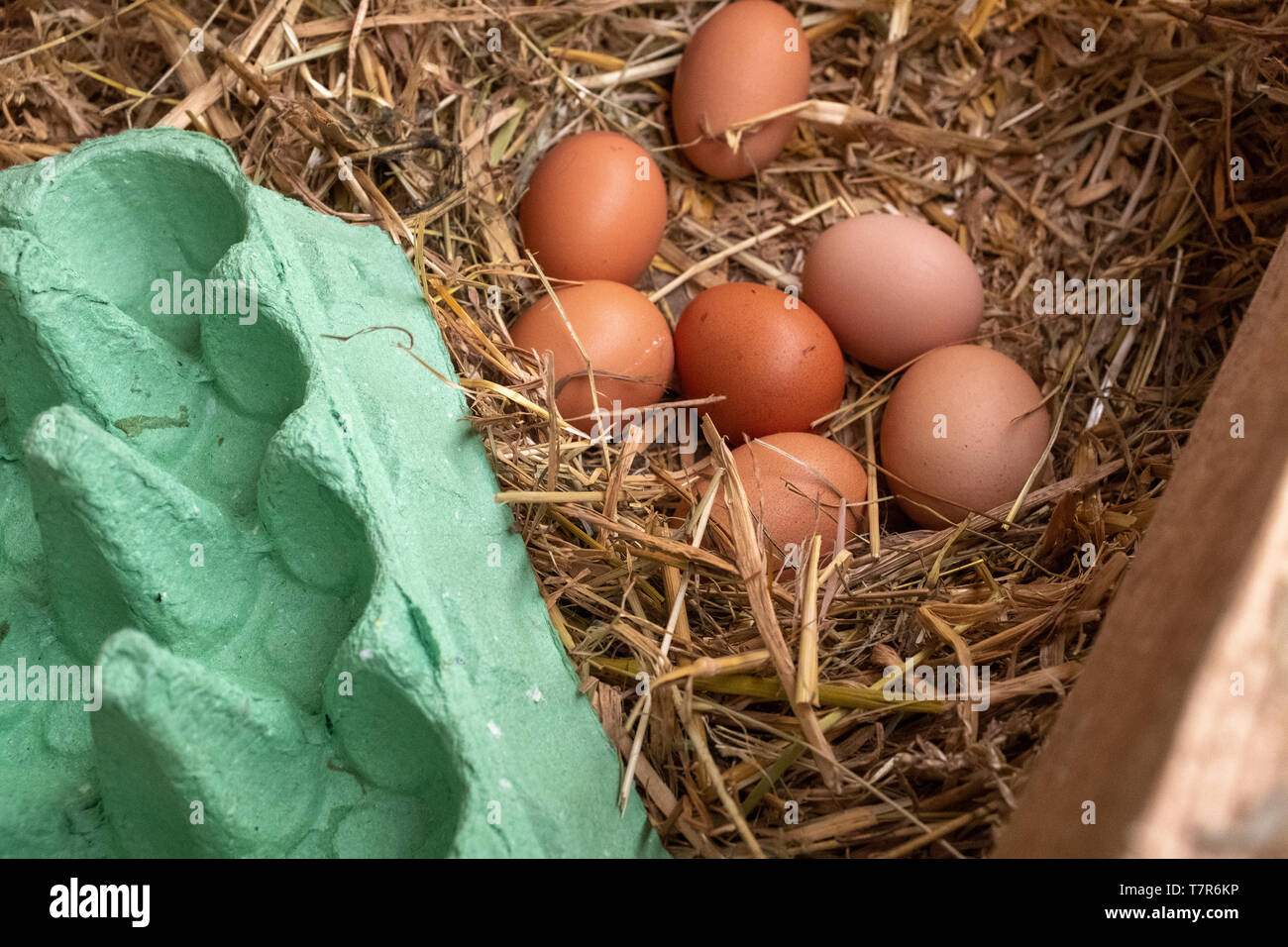 De cerca una colección de huevos de gallinas free range marrón pendientes de cobro sentado en una cama de paja con un cuadro de huevo en primer plano Foto de stock