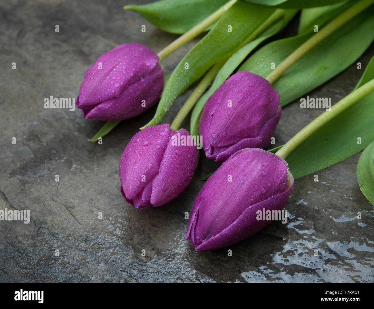 Cuatro Tulipanes púrpura sobre una superficie gris Foto de stock