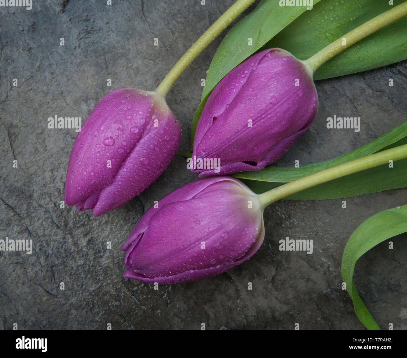 Tres Tulipanes púrpura sobre una superficie gris Foto de stock