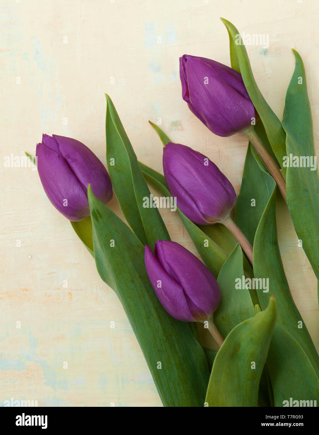 Cuatro Tulipanes púrpura sobre un fondo amarillo Foto de stock