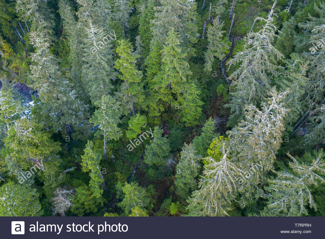 Punto de vista Drone verde de las copas de los árboles, Alberta, Canadá Foto de stock