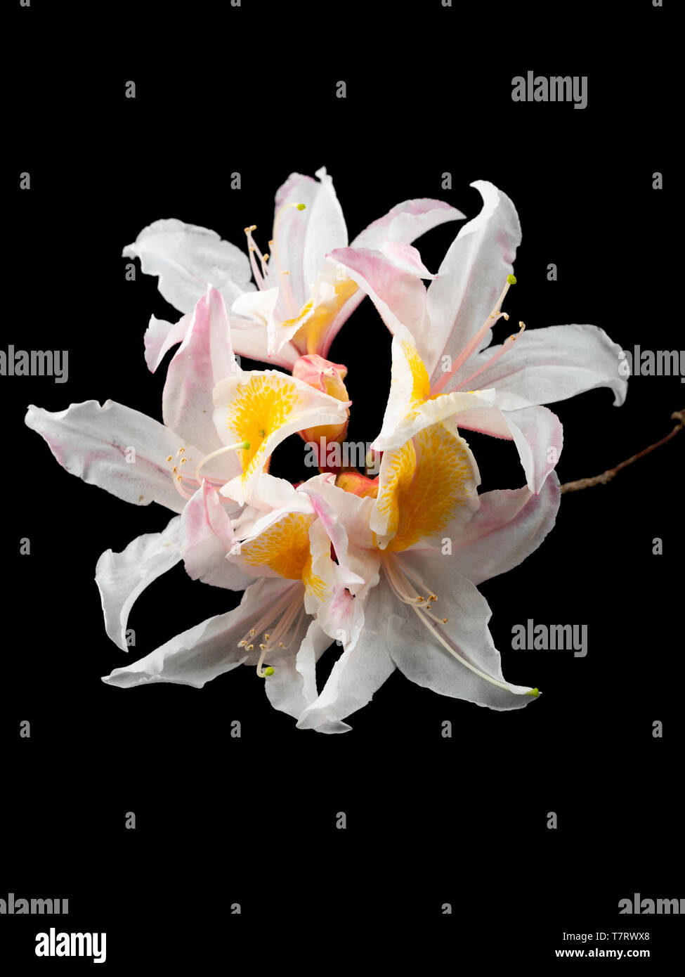 Flor de la trusss perfumado, primavera florecen azaleas caducifolias, Rhododendron 'Exquisito' sobre un fondo negro Foto de stock