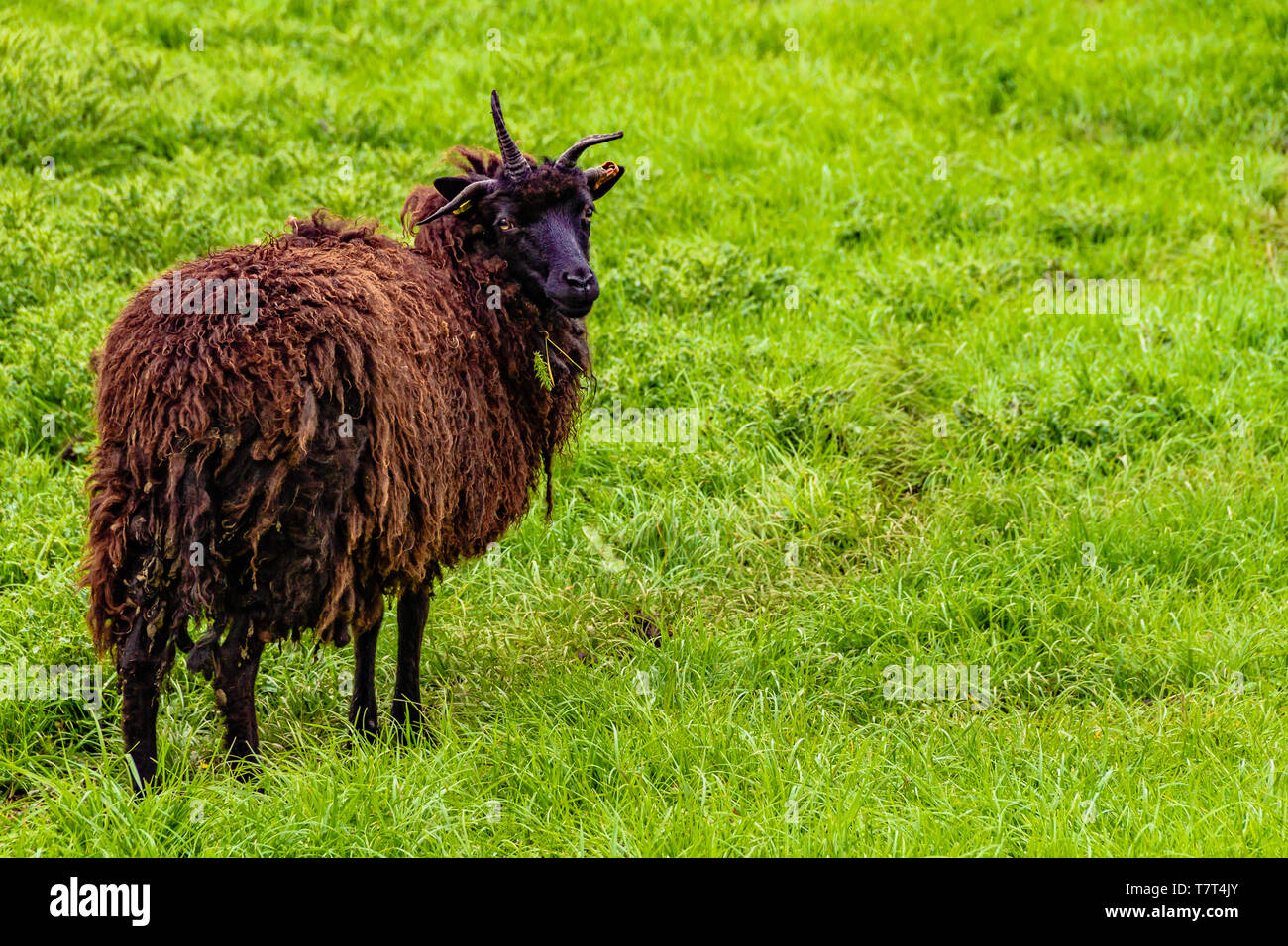 Horned Hebridean oveja contra un fondo de hierba. Etal, Northumberland, Reino Unido. Mayo de 2018. Foto de stock