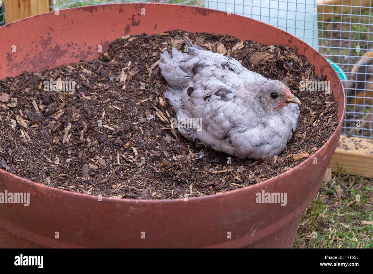 Blanco y negro joven manchada de pollo pet descansando en la suciedad Foto de stock