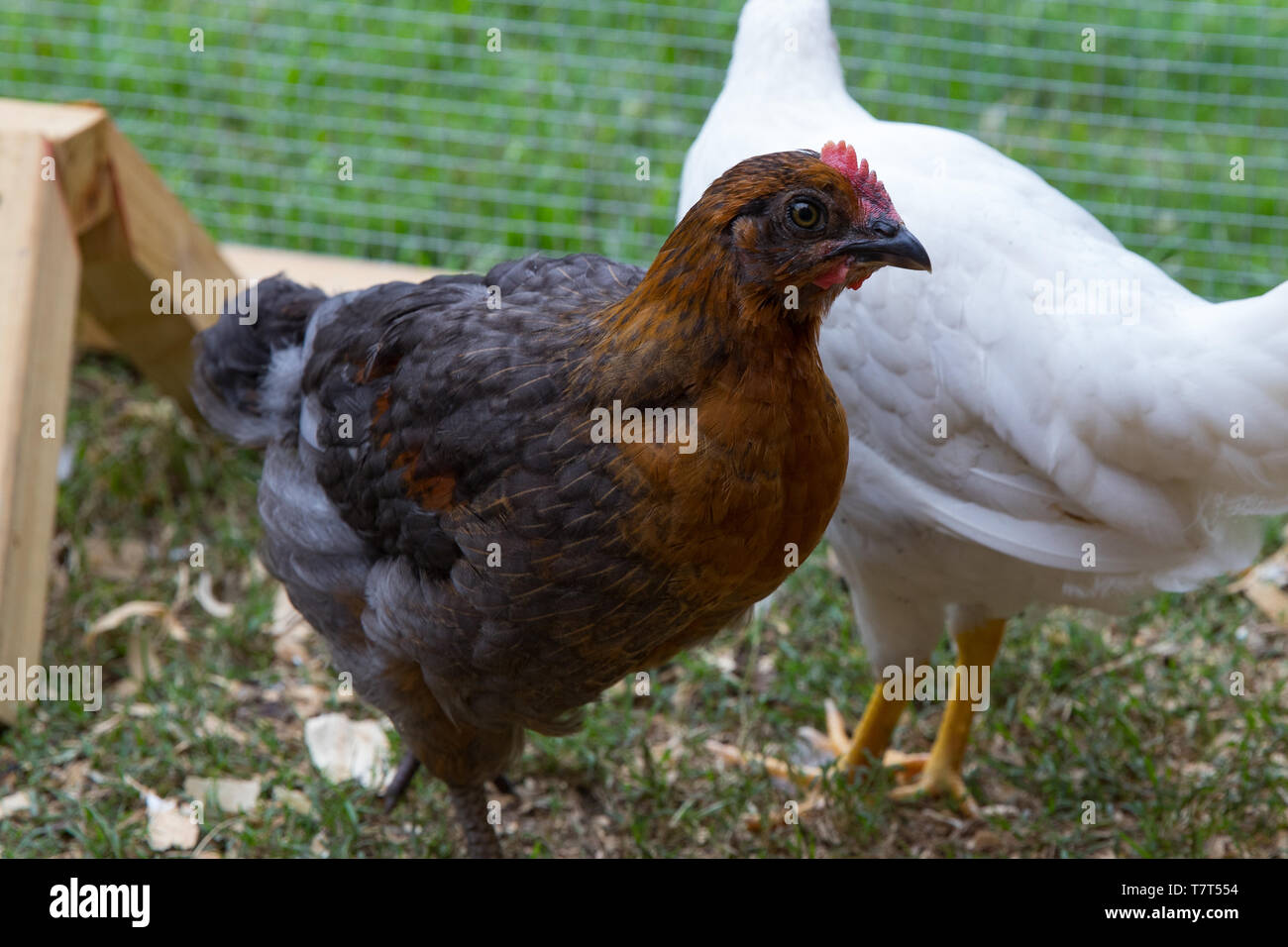 Pollo Pet, marrón y negro, en patio Chicken Run Foto de stock