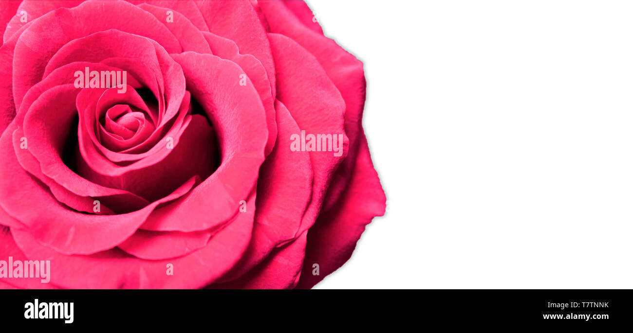 Rosa roja aislado sobre fondo blanco con espacio de copia. Día de San Valentín o Tarjeta de boda Foto de stock