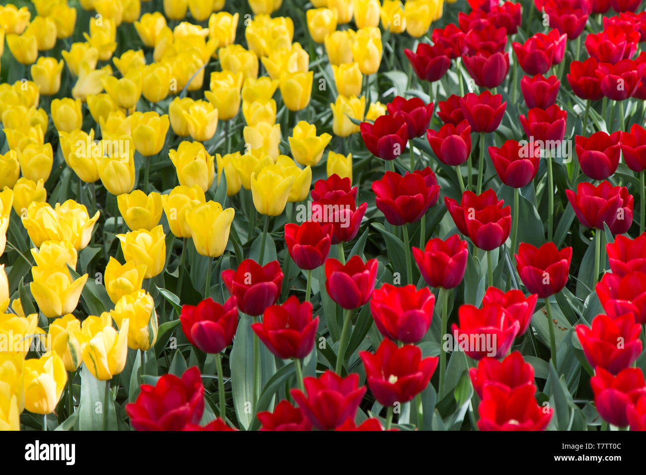 Tulip flores en los países bajos Foto de stock