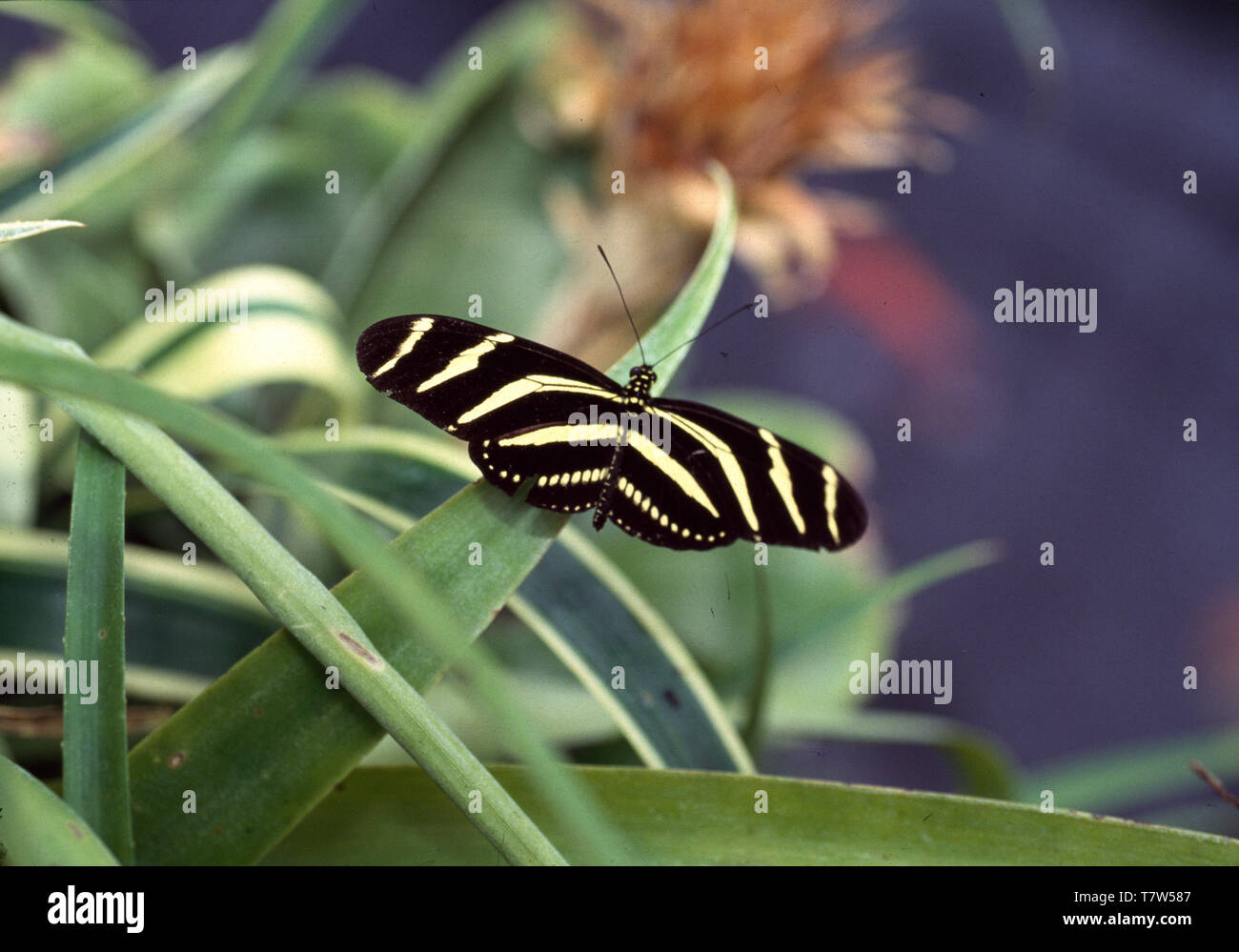 Close-up de un negro+blanco en hojas de mariposa Foto de stock